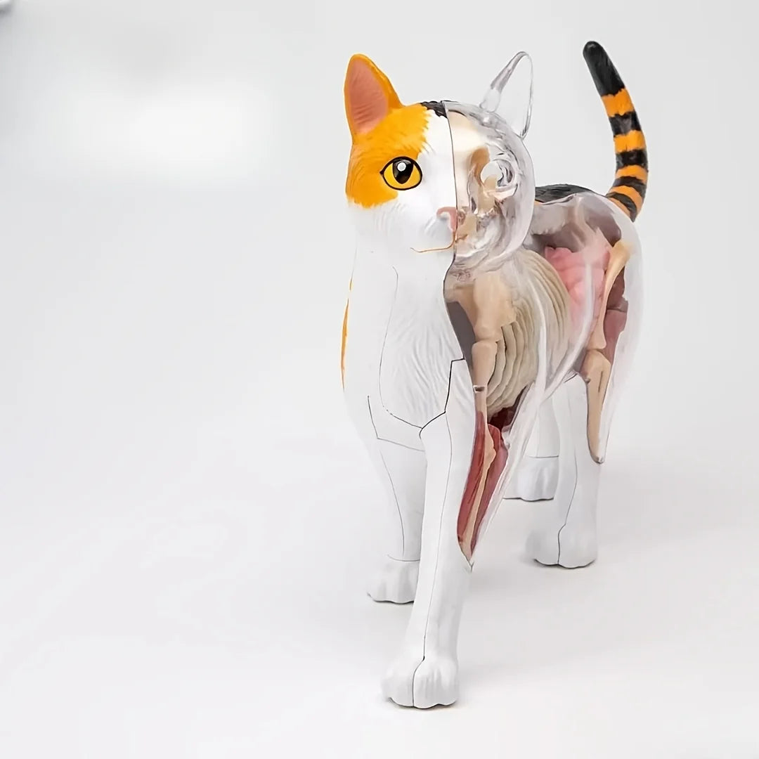 Cat Skeleton and Internal Organs Assembly Model