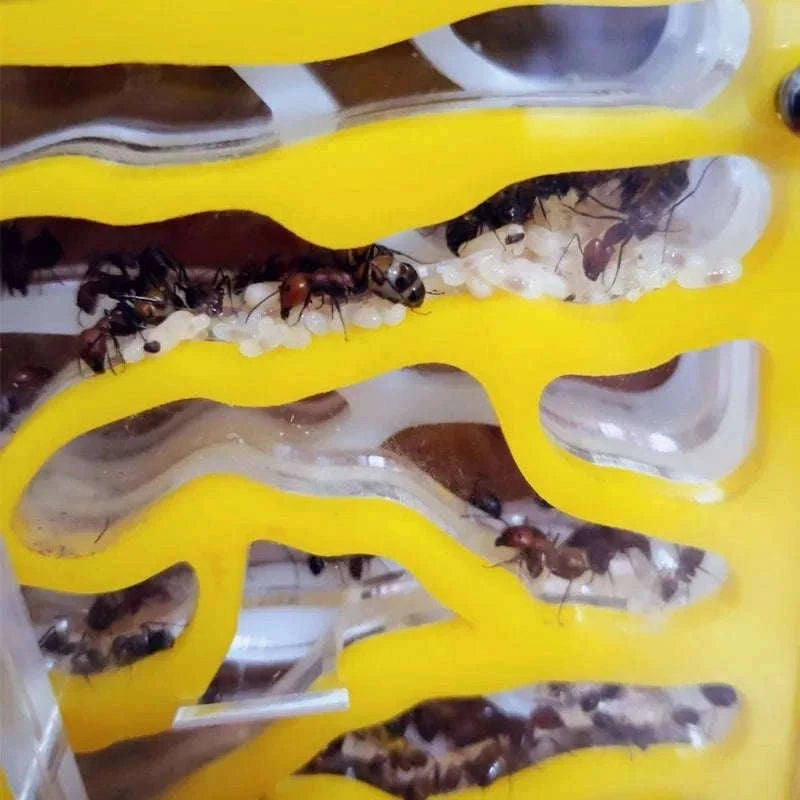 T Design DIY Ant Farm with Feeding Area-Red