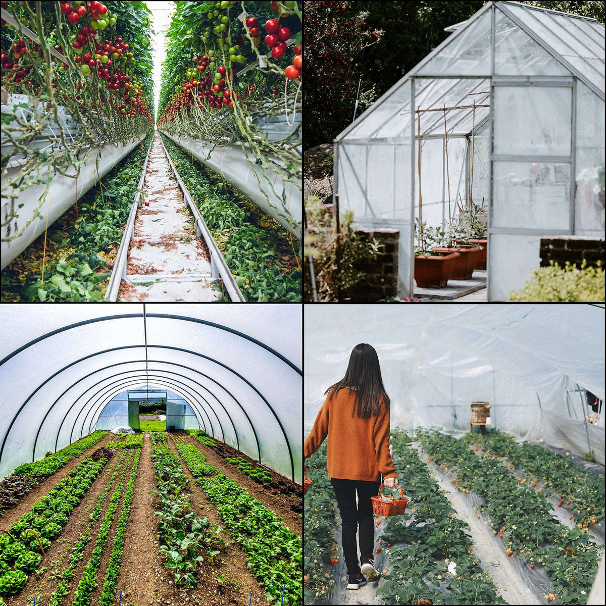UV Resistant Polyethylene Greenhouse Film Cover 16 x 28 ft-12x25FT / Germany