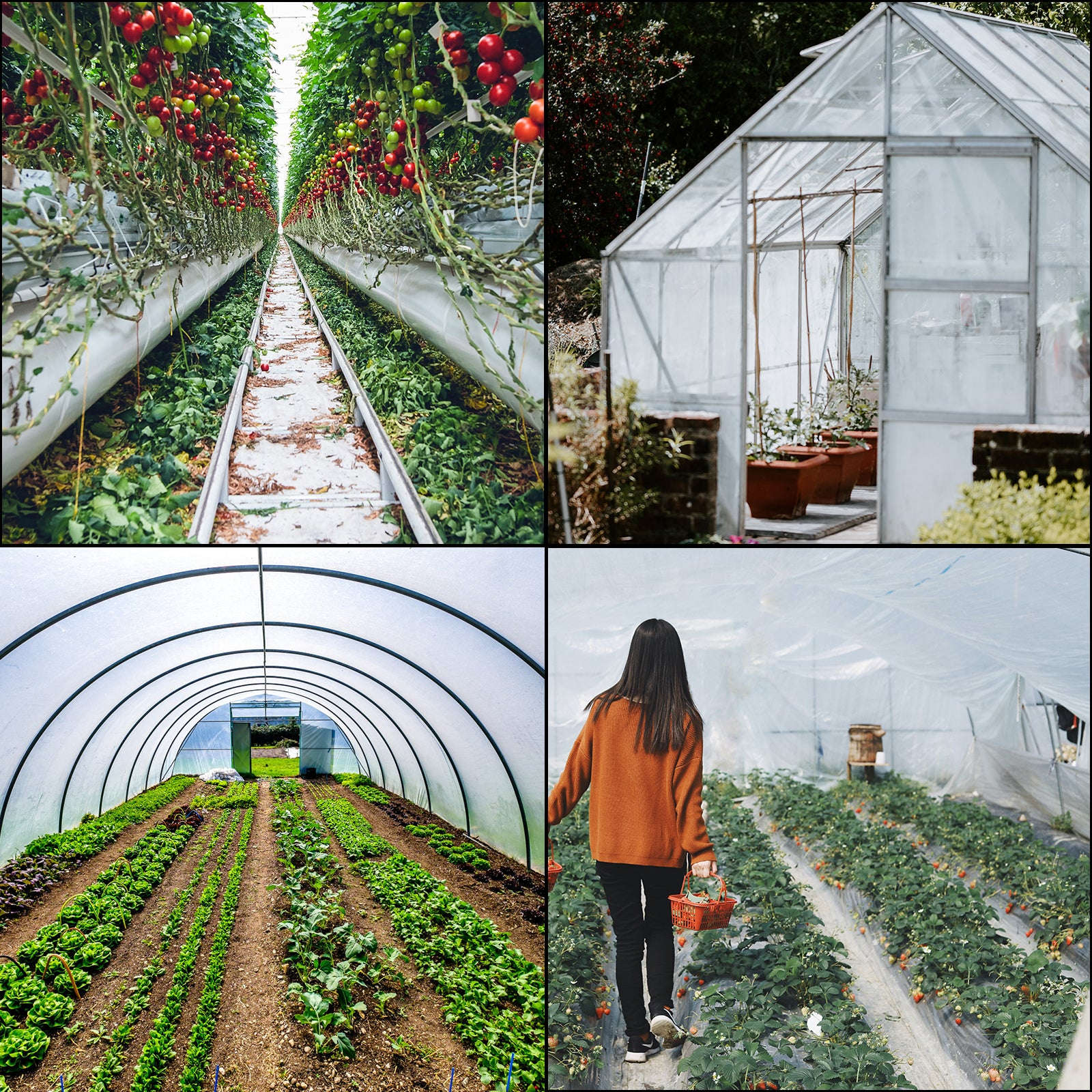 UV Resistant Polyethylene Greenhouse Film Cover 16 x 28 ft-12x25FT / Germany