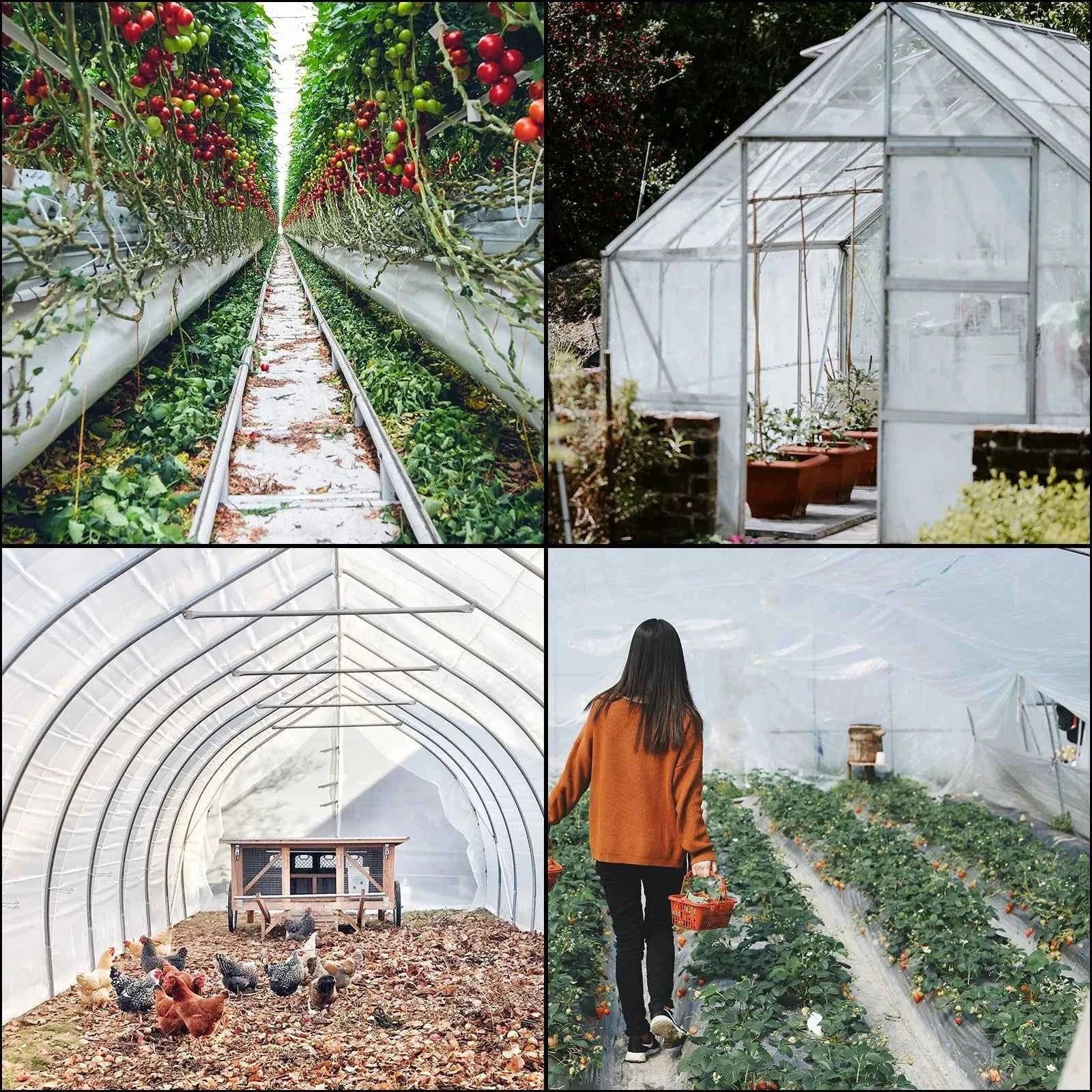 UV Resistant Polyethylene Greenhouse Film Cover 16 x 28 ft-12x25FT / Germany