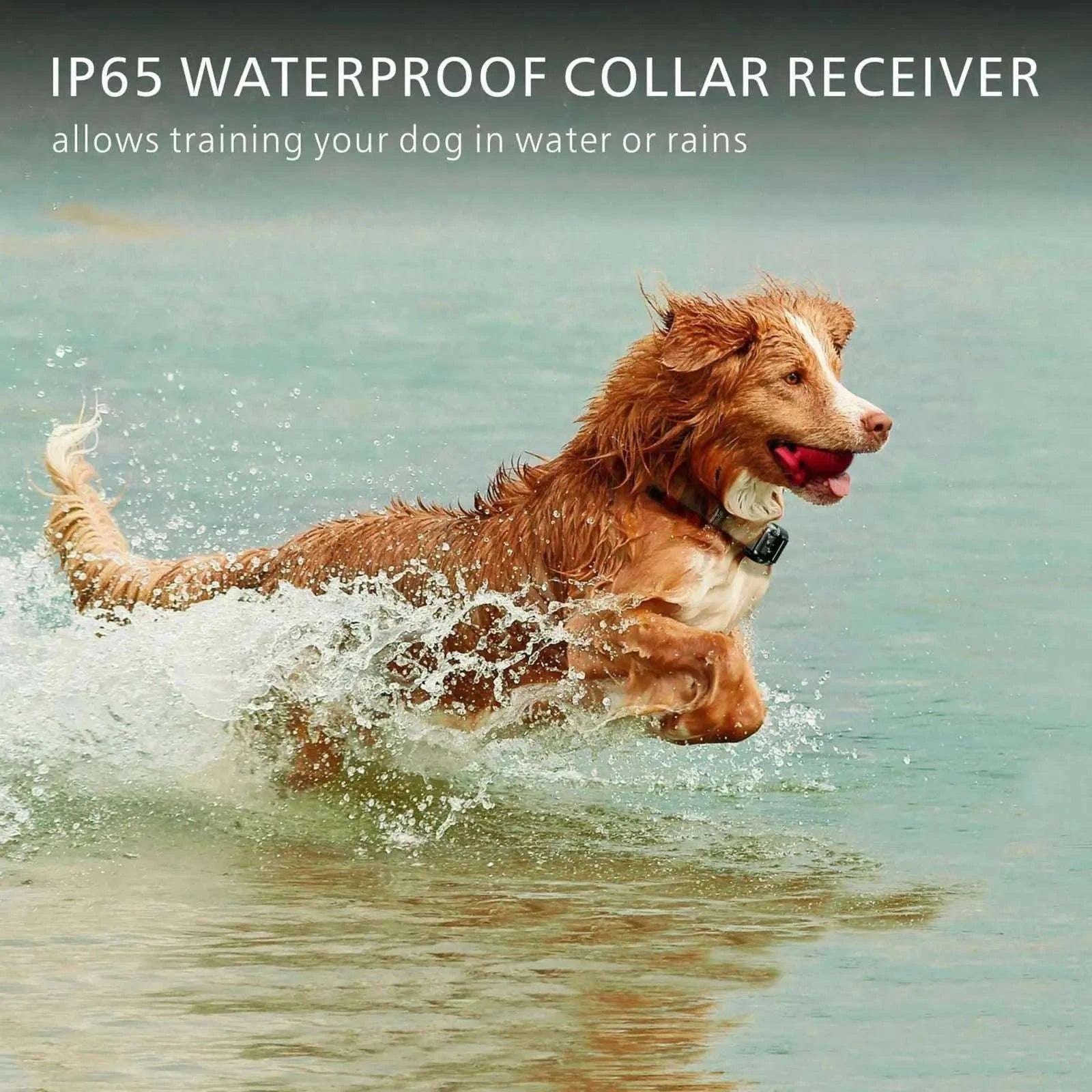 Waterproof Dog Training Collar with Remote, Rechargeable Anti-Bark-For 2 Dogs