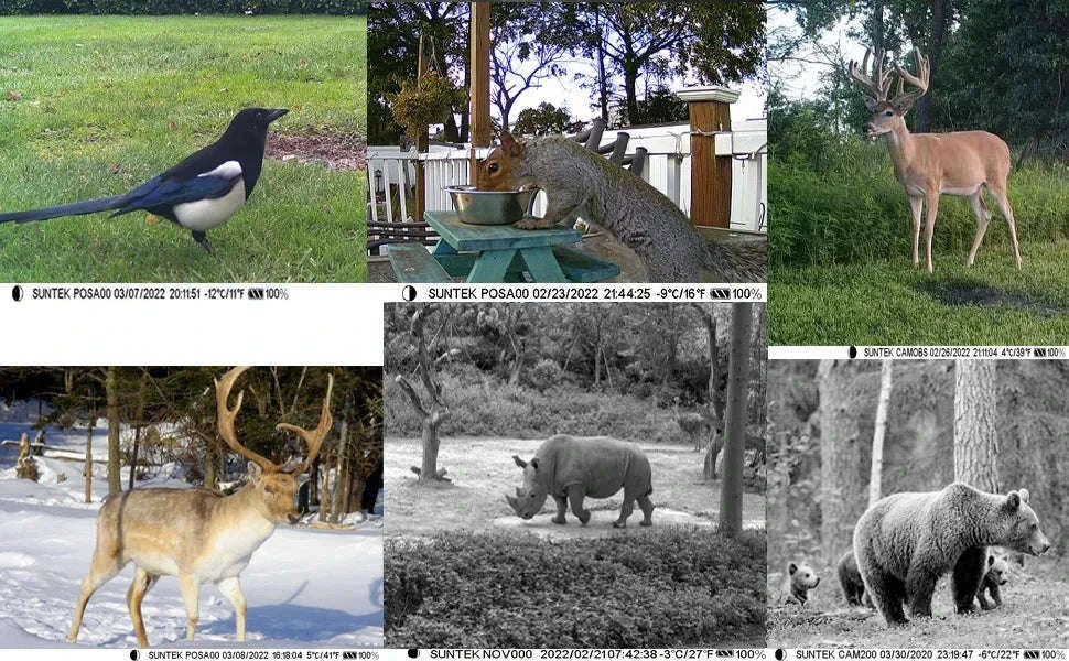 20MP 1080P Trail Camera with Night Vision and IP66 Waterproof-Default Title