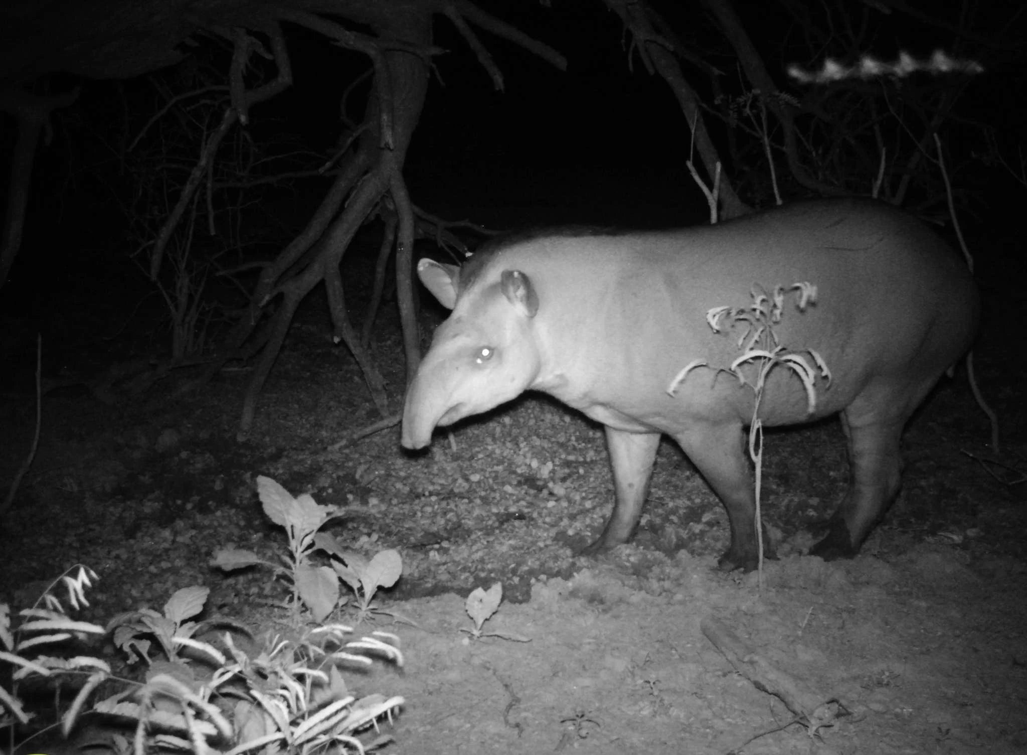 4G Cellular Trail Camera 36MP 1080P Night Vision IP66-Default Title