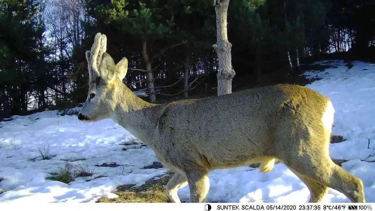 4G LTE Hunting Camera with 4K Live Stream and 8000mAh Battery-