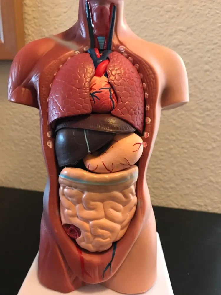 Modello anatomico del torso umano - 15 parti, 28 cm