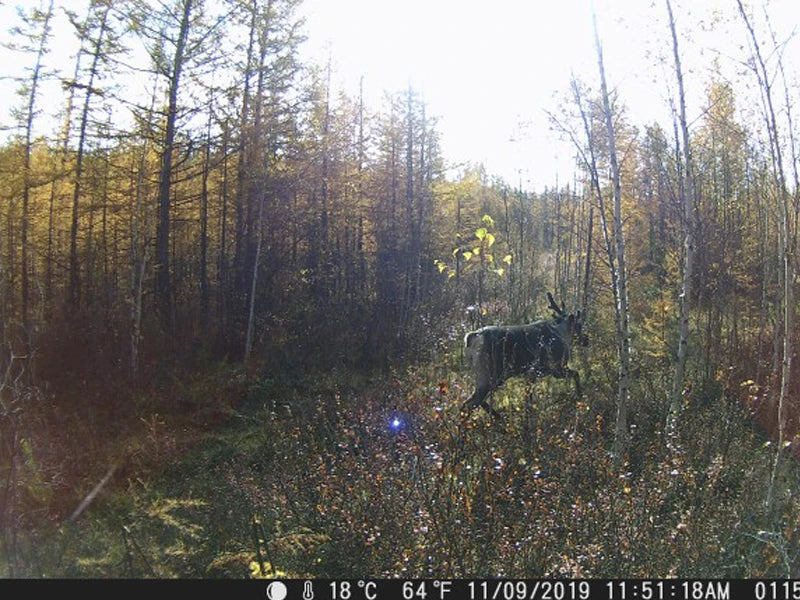 HC801A 20MP 1080P Trail Camera with Night Vision