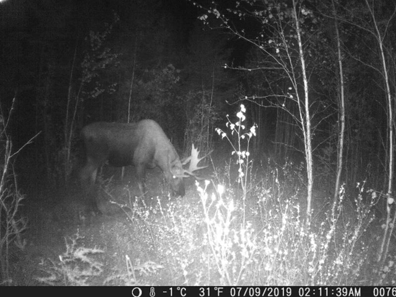 HC801A 20MP 1080P Trail Camera with Night Vision