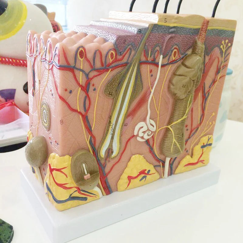 Model de predare de anatomie mărită a pielii și a părului