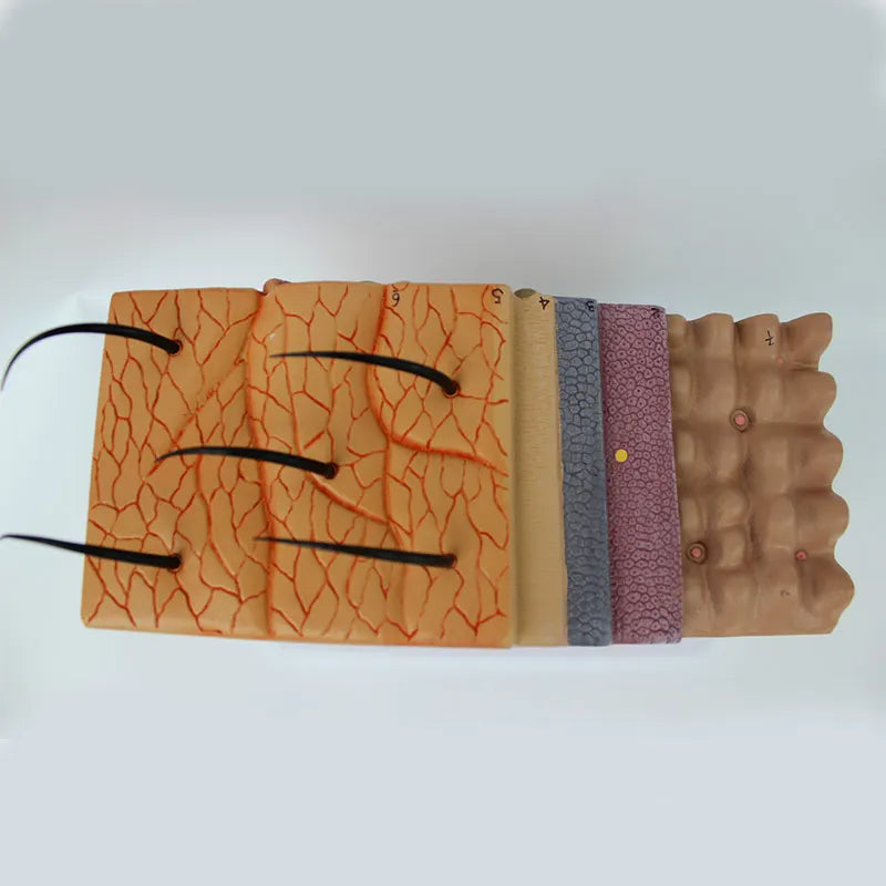 Model de predare de anatomie mărită a pielii și a părului