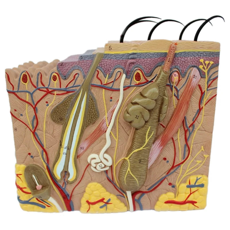 Vergrößertes Lehrmodell für Haut- und Haaranatomie