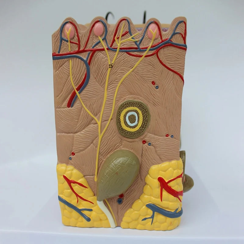 Model de predare de anatomie mărită a pielii și a părului