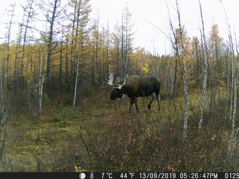 HC801A 20MP 1080P Trail Camera with Night Vision