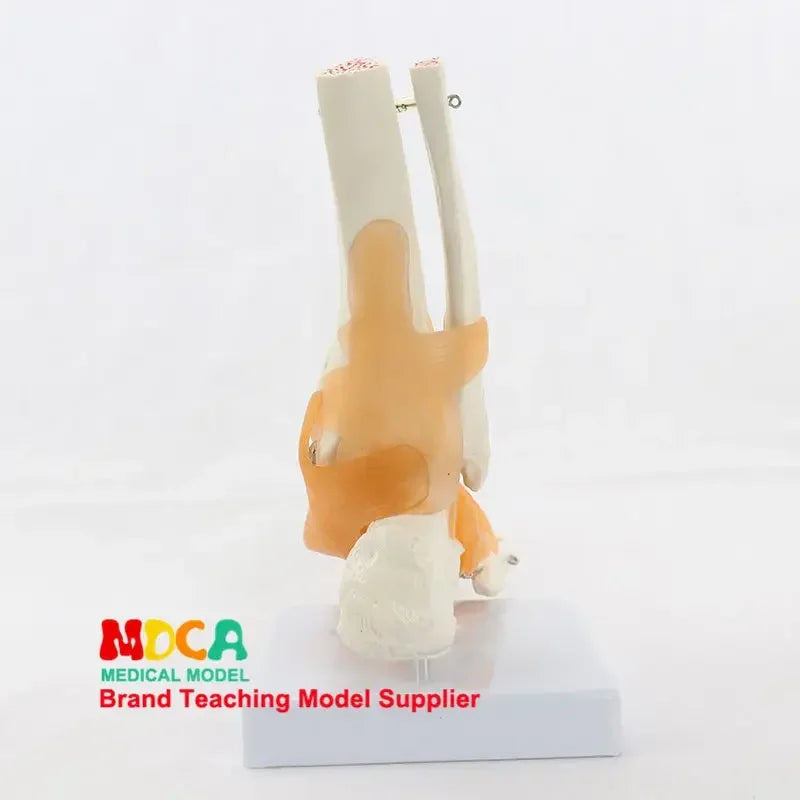 Foot and Ankle Anatomy Teaching Model
