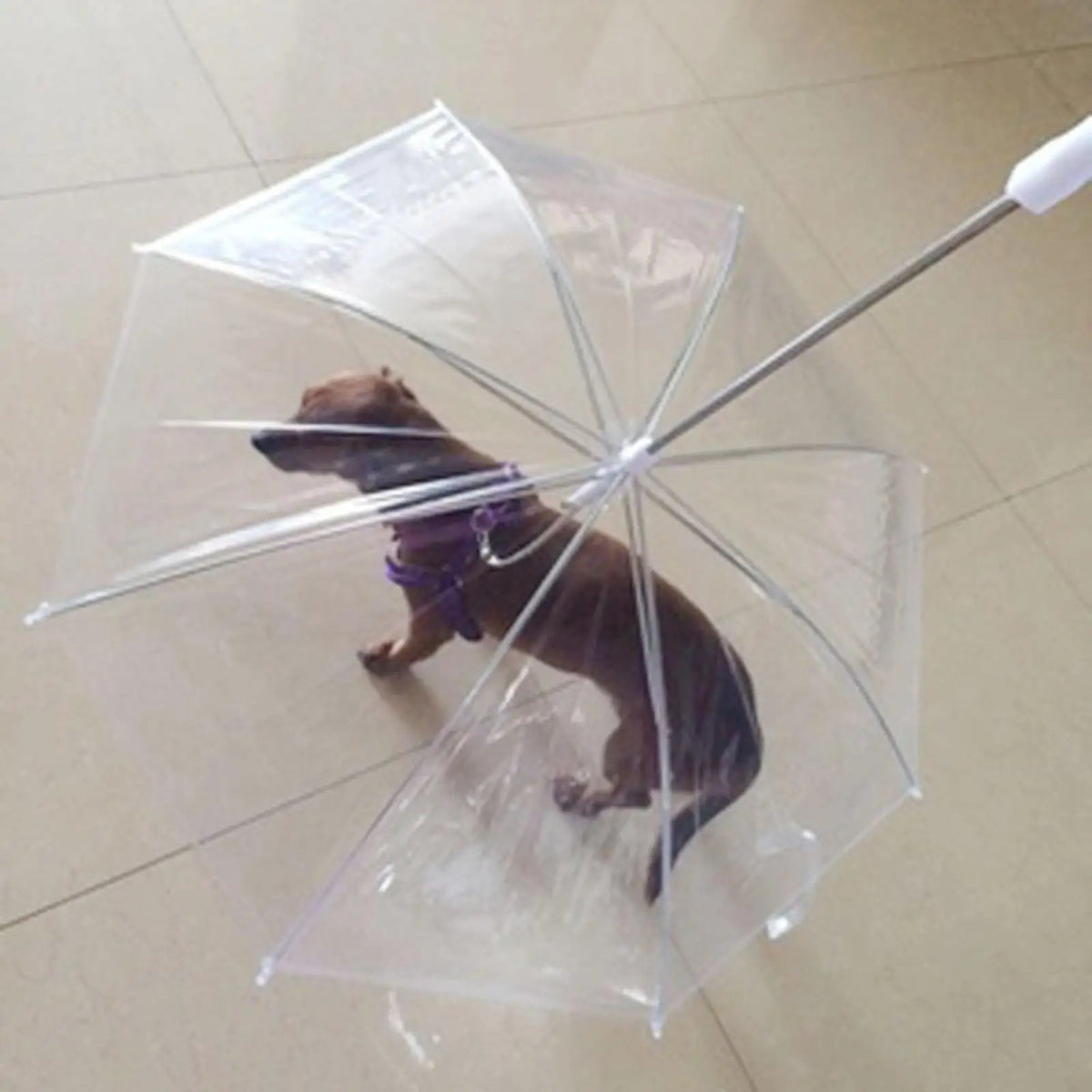 Chapéu de PET transparente com trela ligada