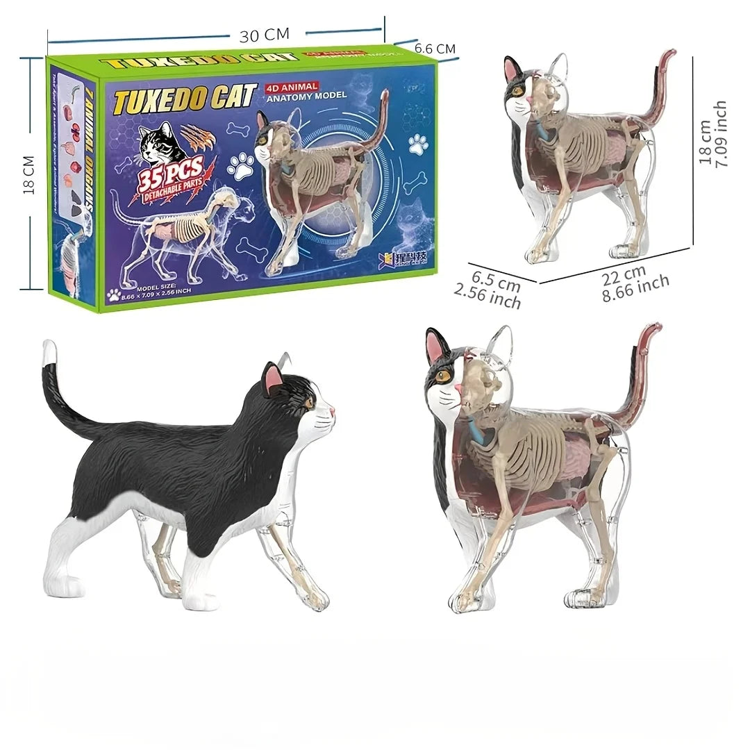Kattenskelett och inre organ-assemblationsmodell