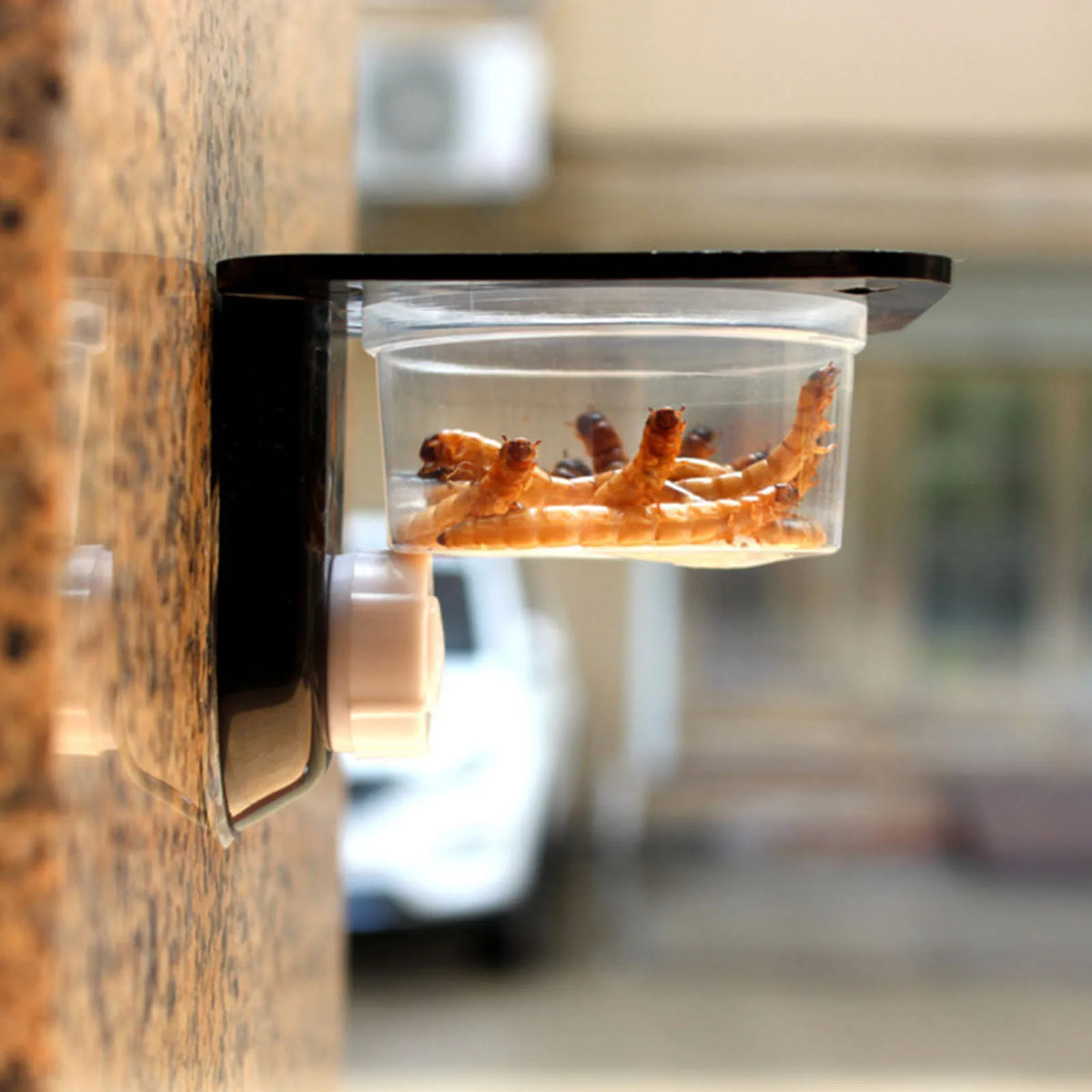 Захващаща се на вакуум Gecko Feeding Ledge — единична или двойна чиния