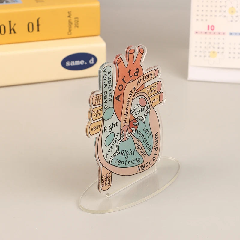 Acrylic Heart Anatomy Display with Clear Stand