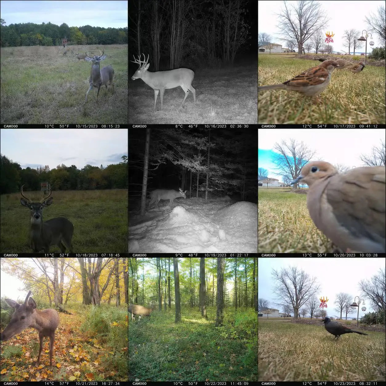 4G Cellular 2K Solar PIR Motion Activated Trail Camera IP66 Night Vision