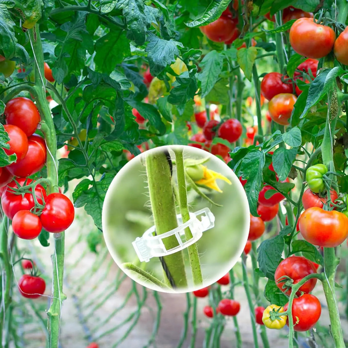 Clips en plastique pour tomates et plantes grimpantes, 50 ou 100 pièces