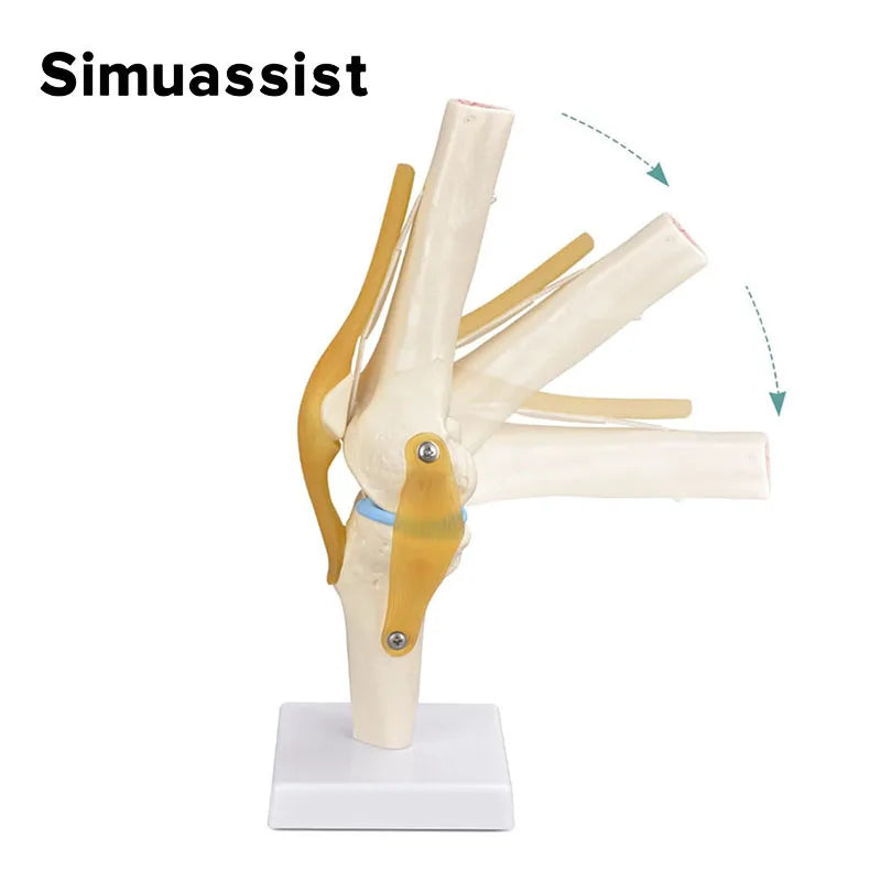 Luonnonkokoinen joustava polvinivelen anatomiamalli