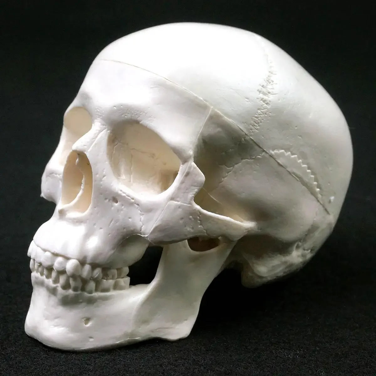 Mini model anatomie lidské lebky