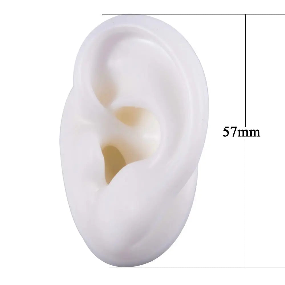 Silicone Ear Model for Teaching and Earring Display
