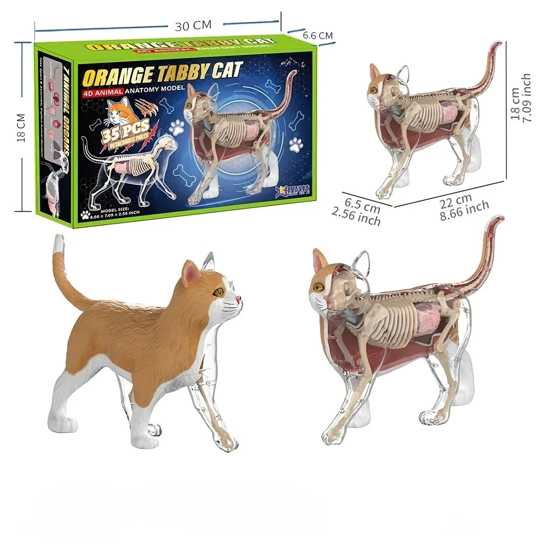 Kattenskelett och inre organ-assemblationsmodell
