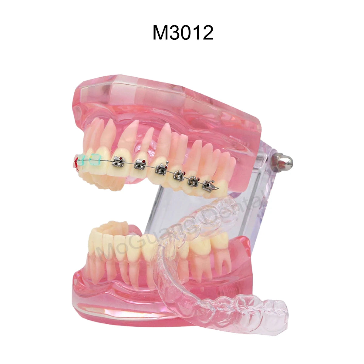 Dental Orthodontic Teaching Models and Cheek Simulator Options