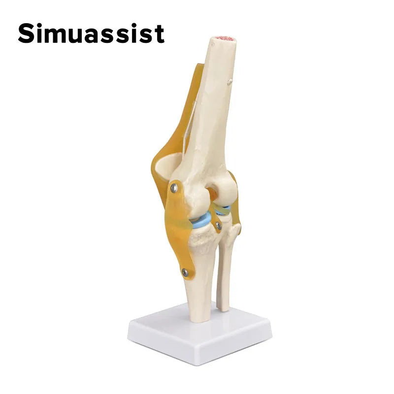 Luonnonkokoinen joustava polvinivelen anatomiamalli
