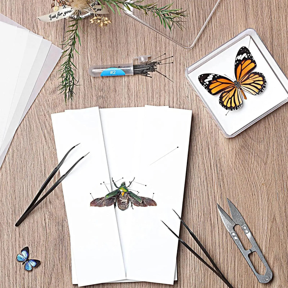 Butterfly Specimen Preparation Tool Kit