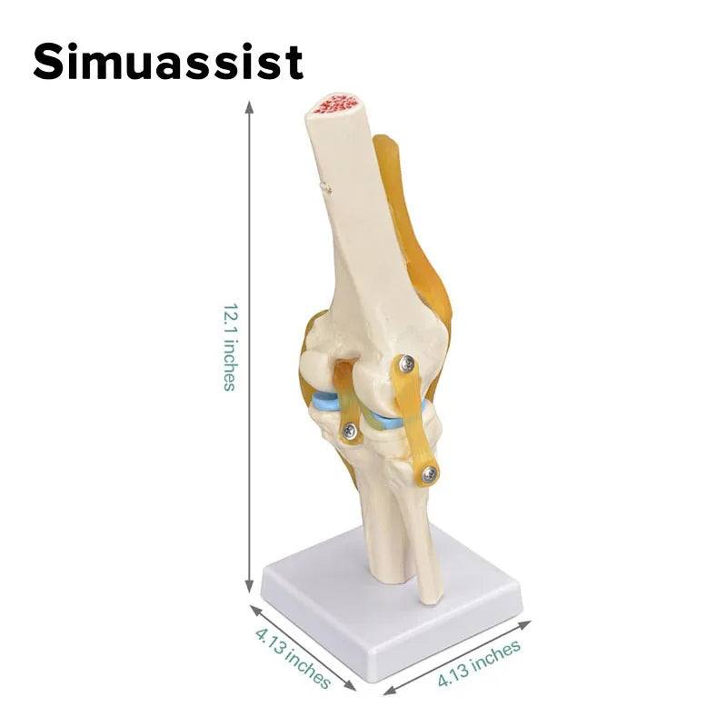 Luonnonkokoinen joustava polvinivelen anatomiamalli