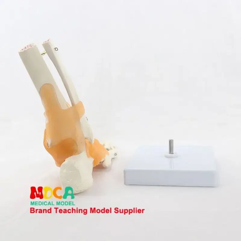 Foot and Ankle Anatomy Teaching Model
