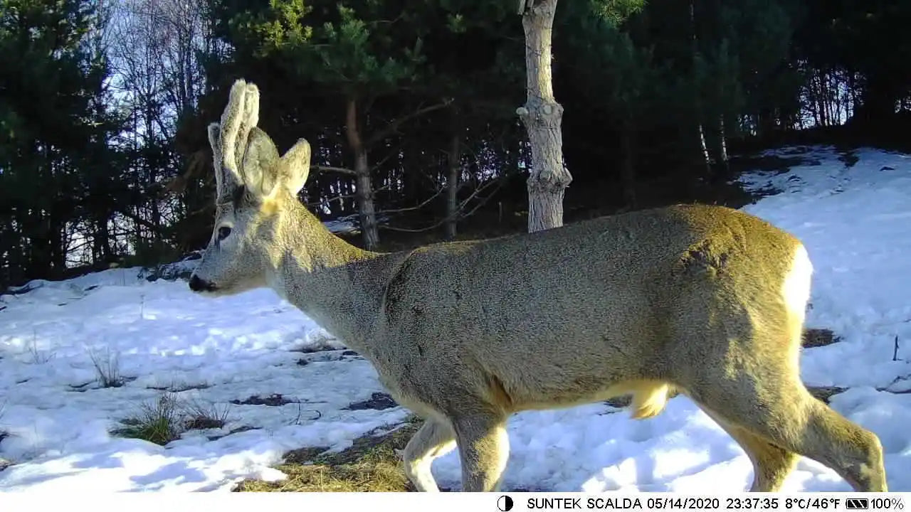 4G LTE Hunting Camera with 4K Live Stream and 8000mAh Battery