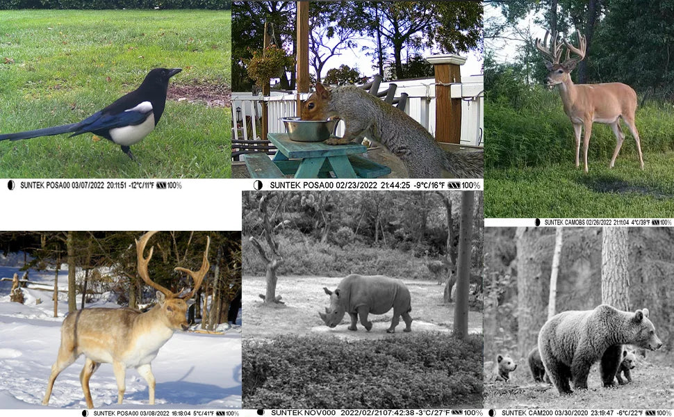 20MP 1080P Trail Camera with Night Vision and IP66 Waterproof