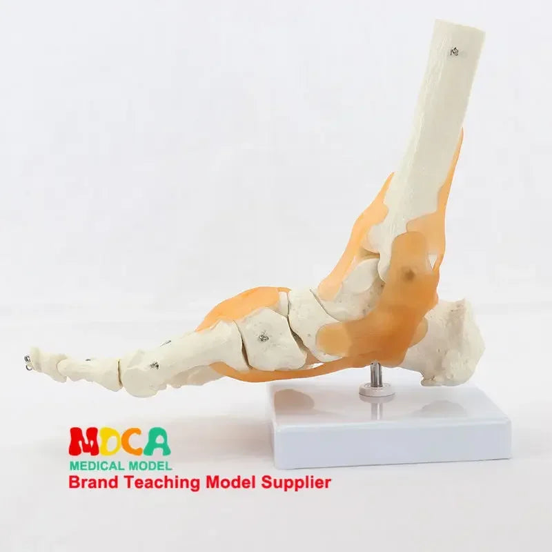 Foot and Ankle Anatomy Teaching Model
