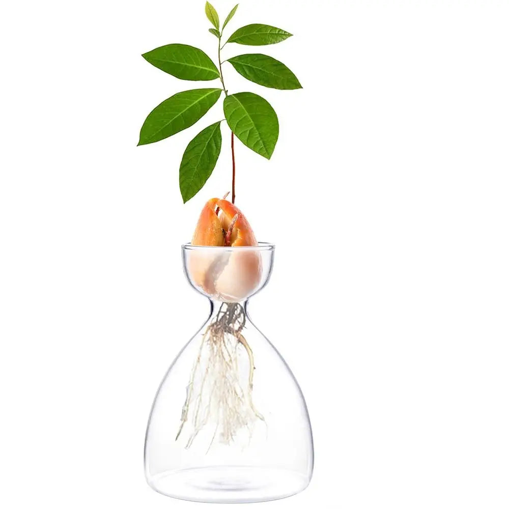 Glass Avocado-Seed Starter Vase, Shape Options