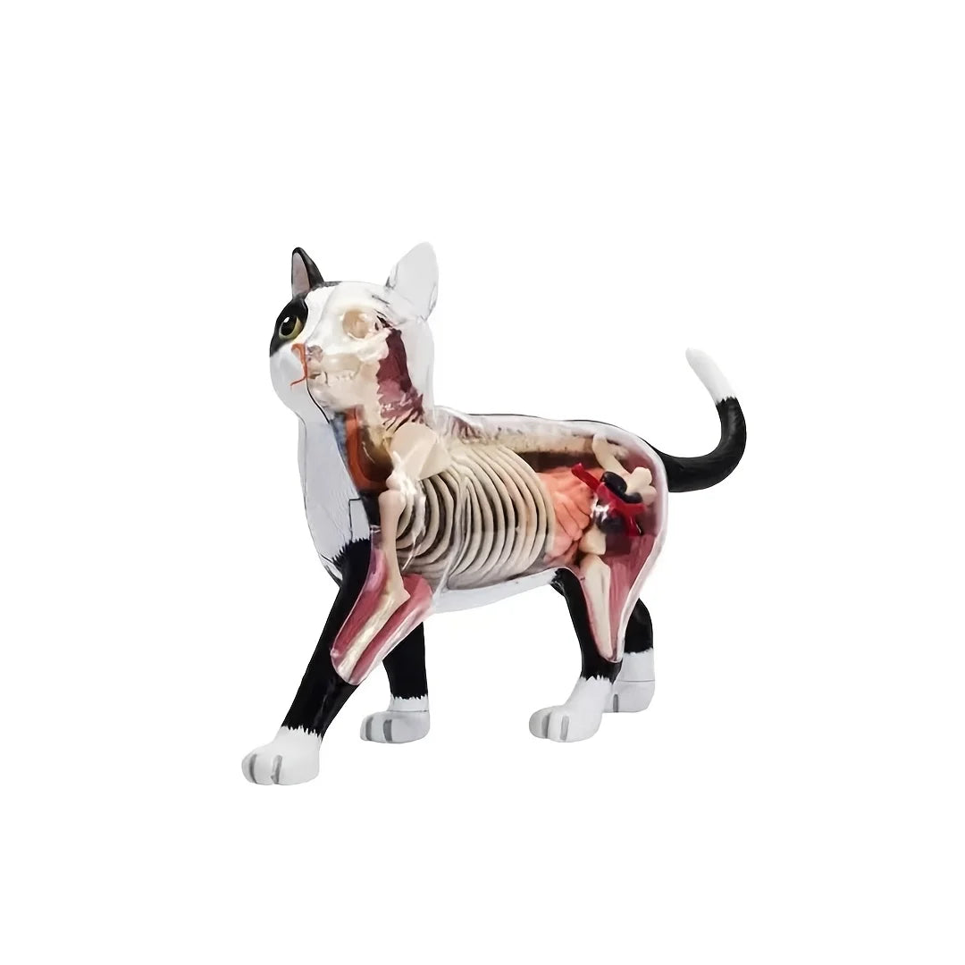 Kattenskelett och inre organ-assemblationsmodell