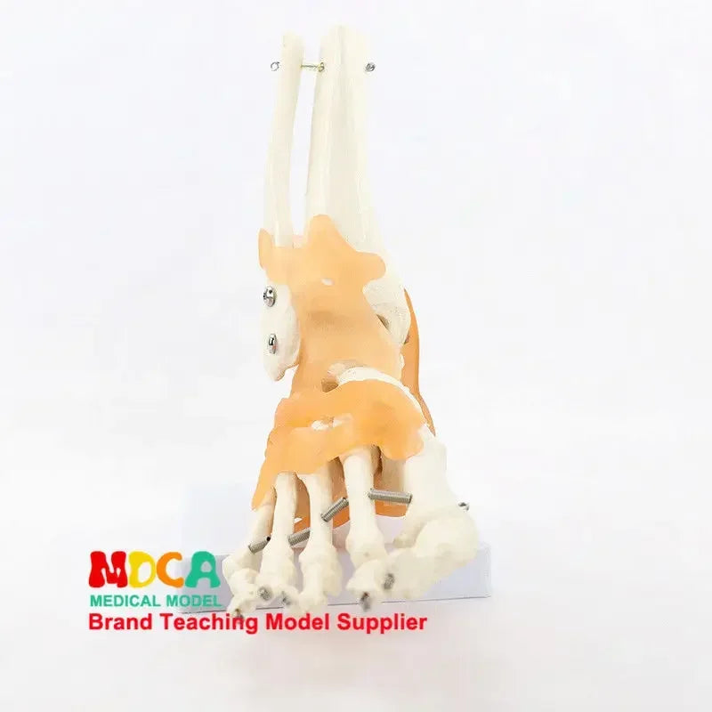 Foot and Ankle Anatomy Teaching Model