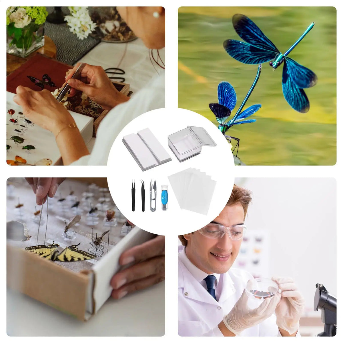 Butterfly Specimen Preparation Tool Kit