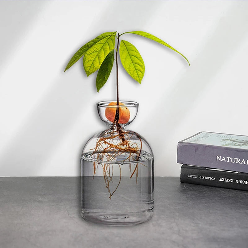 Glass Avocado Seed Starter Vase