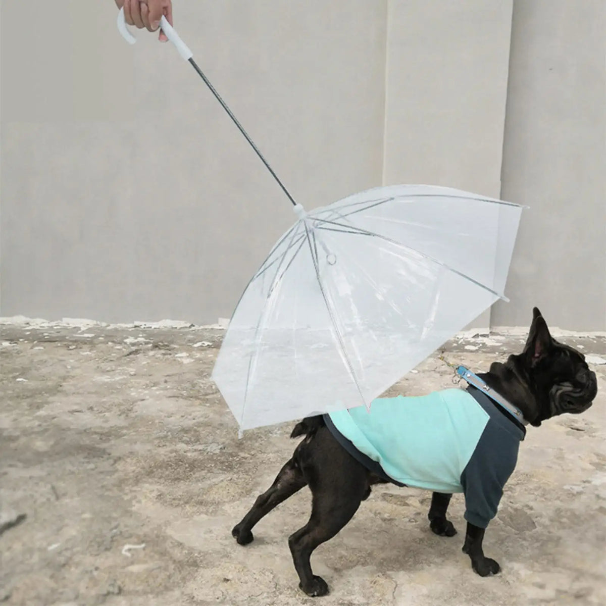 Clear Pet Umbrella with Attached Leash