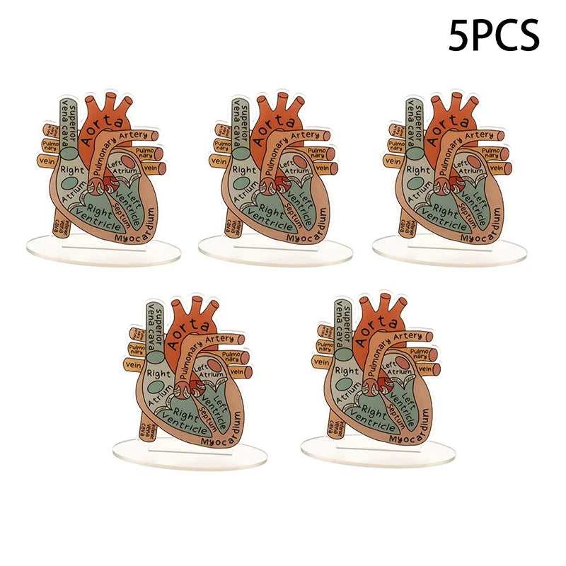 Acrylic Heart Anatomy Display with Clear Stand