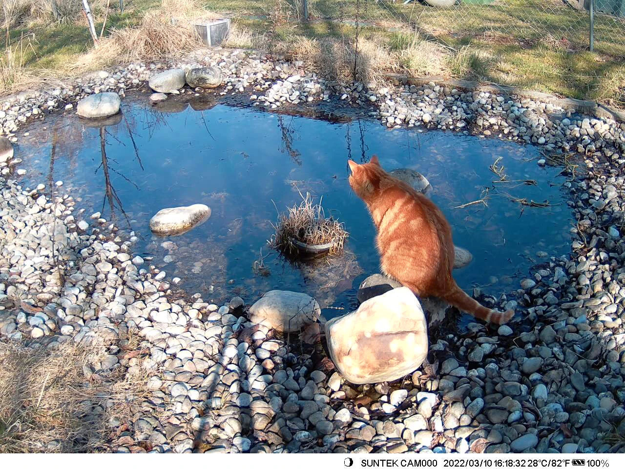 4K 30fps Live Stream APP Clould Service Hunting Trail Camera 8*1.5V AA Battery 4G 30MP 940nm Night Vision  Cameras HC940PRO 