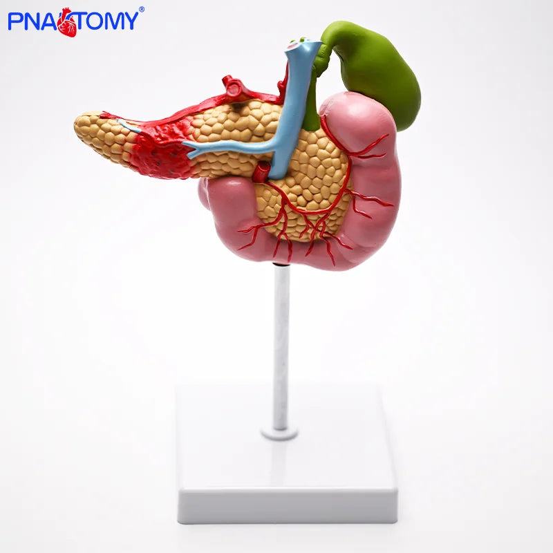 Gallbladder, Pancreas and Duodenum Pathology Teaching Model