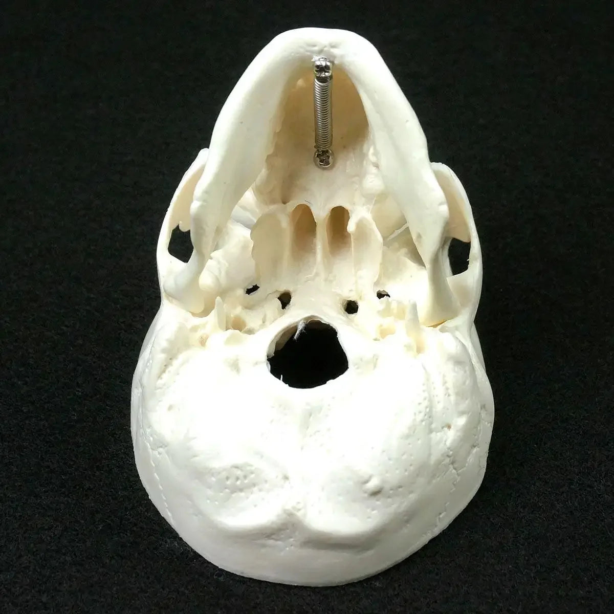 Mini model anatomie lidské lebky