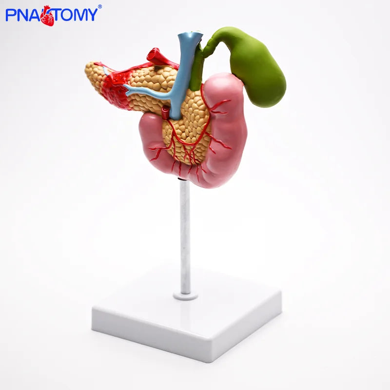 Gallbladder, Pancreas and Duodenum Pathology Teaching Model