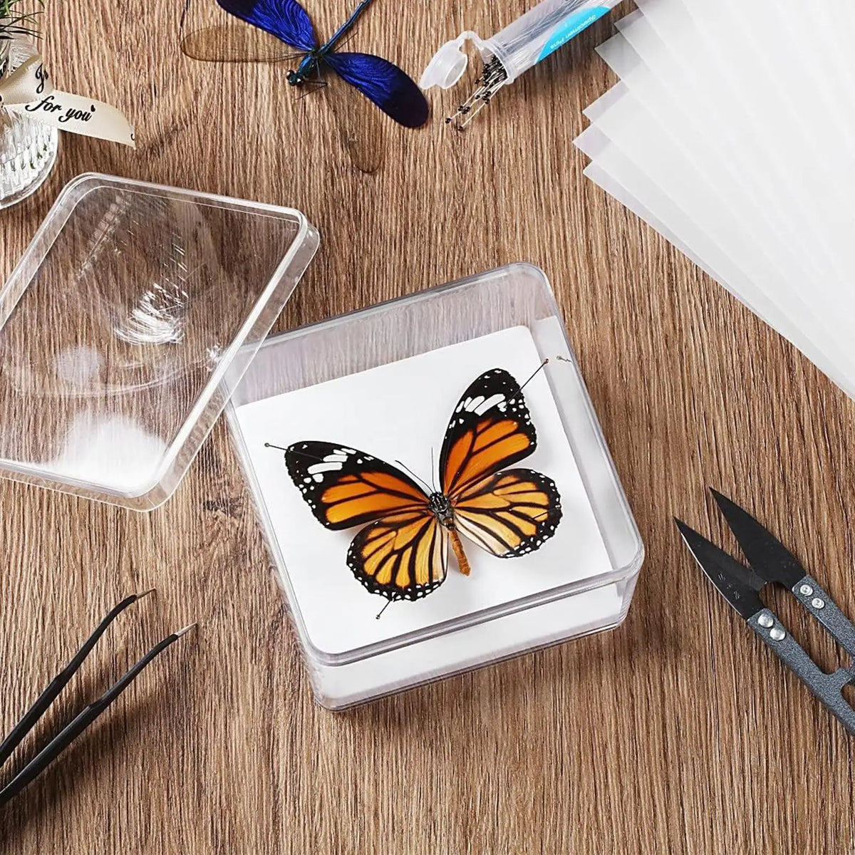 Butterfly Specimen Preparation Tool Kit