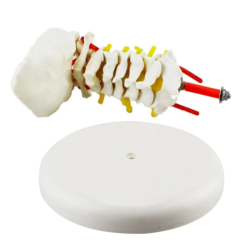 Cervical Spine Anatomy Model with Artery Detail