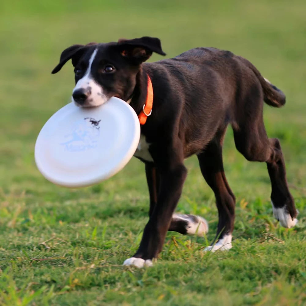 Round PE Dog Training Disc for Fetch Games